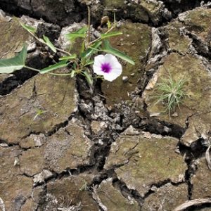 פרח בסלע - טיפול רגשי למערכות יחסים מורכבות